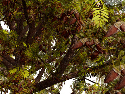 Марокканський Quercus Canariensis Pack 3D Модель