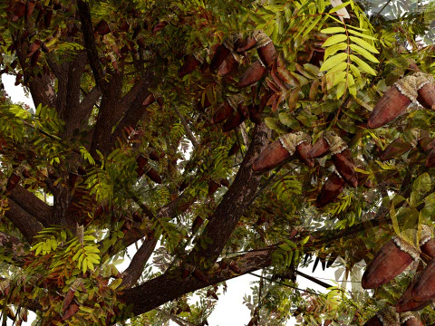 Moroccan Quercus Canariensis Pack 3D Model