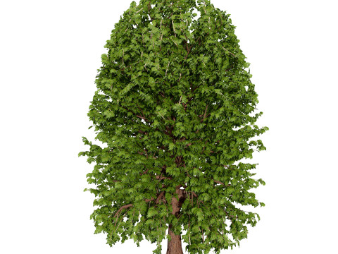 Марокканський Quercus Canariensis Pack 3D Модель