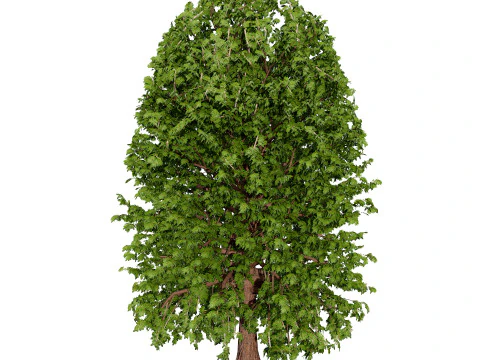 Moroccan Quercus Canariensis Pack 3D Model