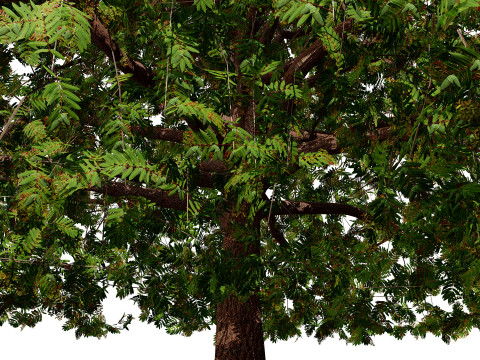 Марокканський Quercus Canariensis Pack 3D Модель