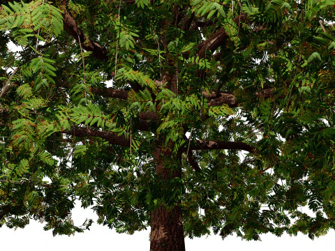 Moroccan Quercus Canariensis Pack 3D Model