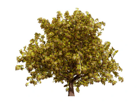 Moroccan Quercus Canariensis Pack 3D Model