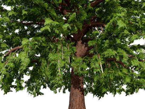 Марокканський Quercus Canariensis Pack 3D Модель