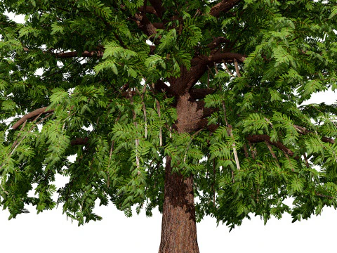 Moroccan Quercus Canariensis Pack 3D Model
