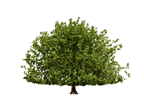 Марокканський Quercus Canariensis Pack 3D Модель