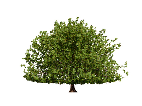 Moroccan Quercus Canariensis Pack 3D Model