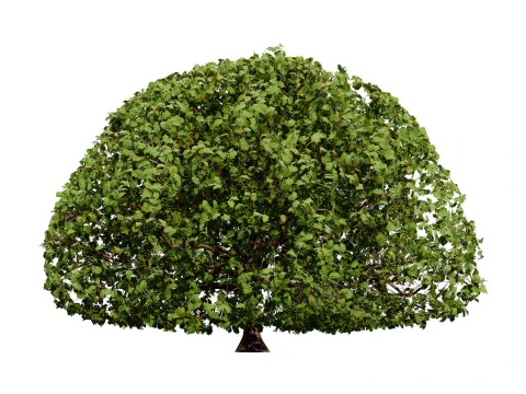 Moroccan Quercus Canariensis Pack 3D Model