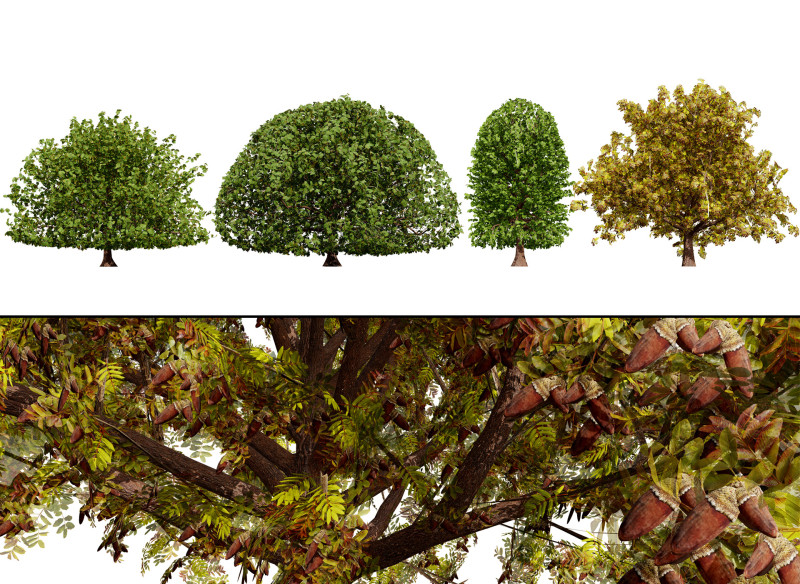 Марокканський Quercus Canariensis Pack 3D Модель .c4d .max .obj .3ds .fbx .stl .blend