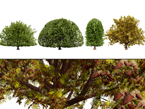 Moroccan Quercus Canariensis Pack 3D Model