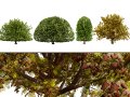 Moroccan Quercus Canariensis Pack Modelo 3D