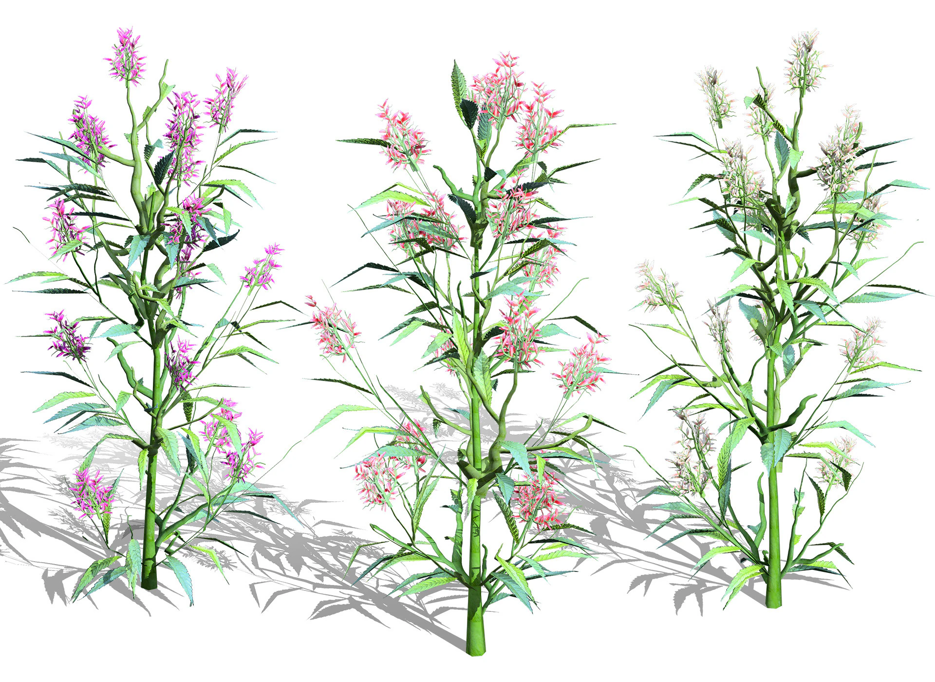 British Hemp-Agrimony Pack 3D Model .c4d .max .obj .3ds .fbx .stl .blend 