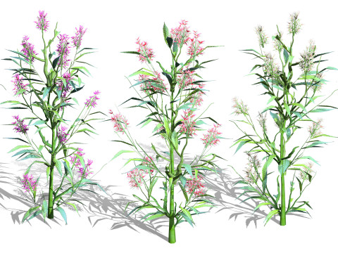 British Hemp-Agrimony Pack 3D मॉडल