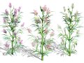 British Hemp-Agrimony Pack 3D Model