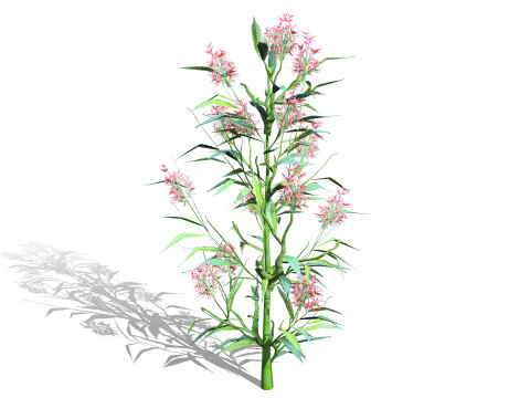 British Hemp-Agrimony Pack 3D Model