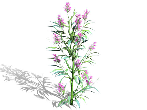 British Hemp-Agrimony Pack 3D Model