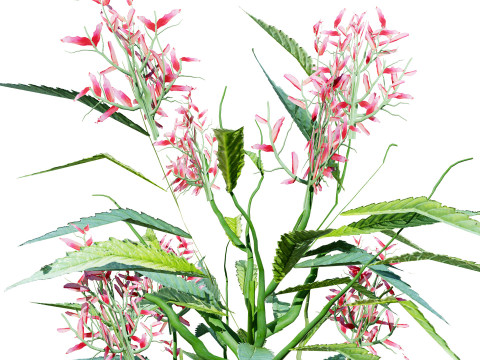 British Hemp-Agrimony Pack 3D Model