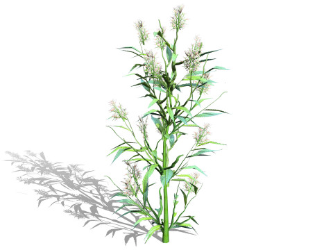 British Hemp-Agrimony Pack 3D Model