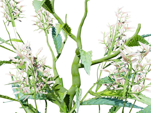British Hemp-Agrimony Pack 3D Model