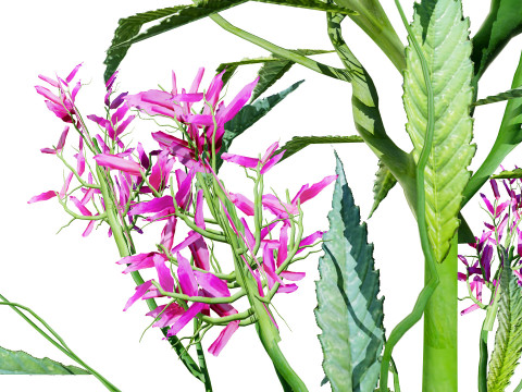 British Hemp-Agrimony Pack 3D Model