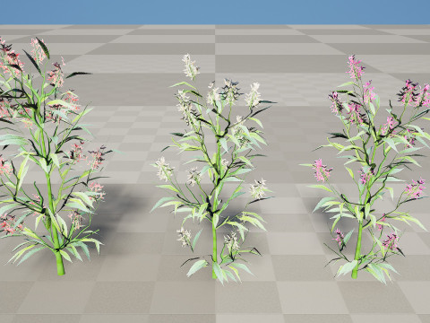 British Hemp-Agrimony Pack 3D Model