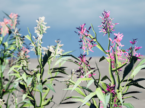 British Hemp-Agrimony Pack 3D Model