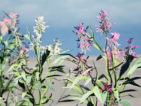 British Hemp-Agrimony Pack 3D Model