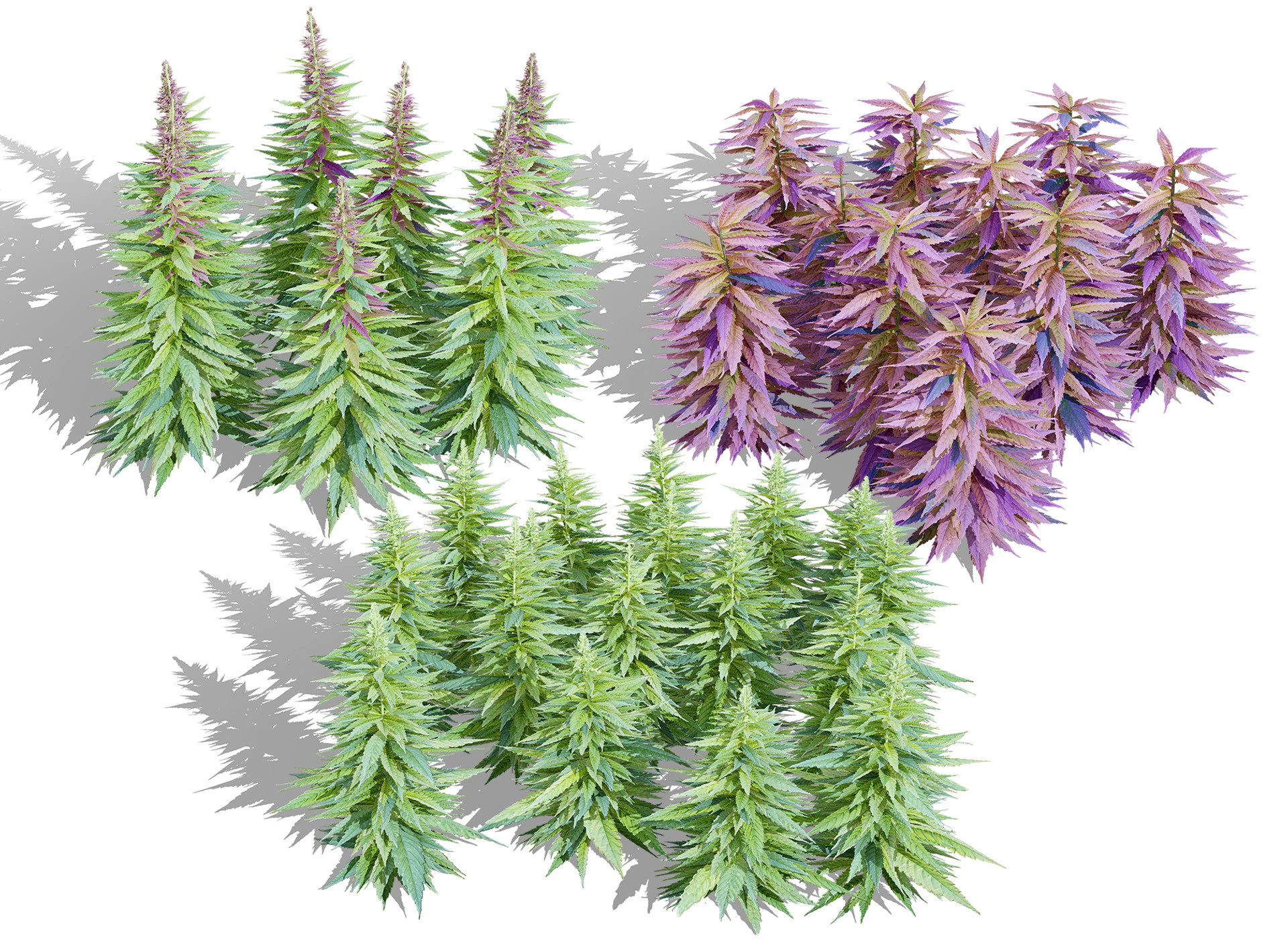 British Hemp Flowers 3D Model .c4d .max .obj .3ds .fbx .stl .blend 