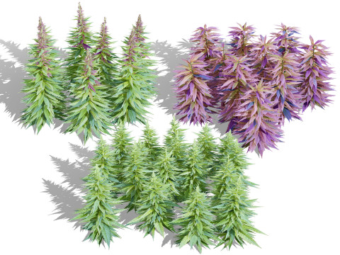 British Hemp Flowers 3Dモデル