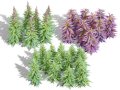 British Hemp Flowers 3D Model