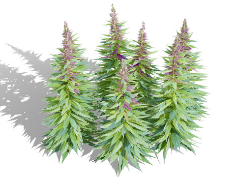 英国大麻花 3D 模型