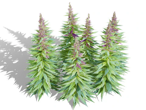 British Hemp Flowers 3D Model