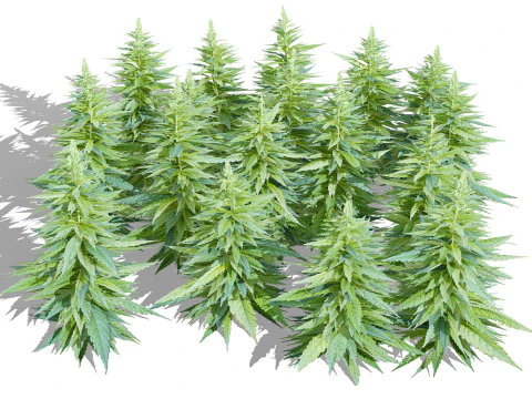 British Hemp Flowers 3D Model