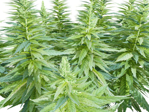 British Hemp Flowers 3D Model