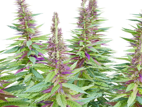 British Hemp Flowers 3D Model
