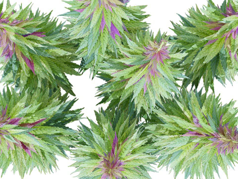 British Hemp Flowers 3D Model