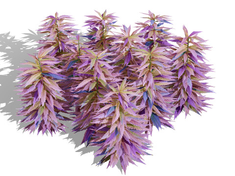 英国大麻花 3D 模型