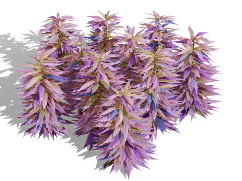 British Hemp Flowers 3D Model