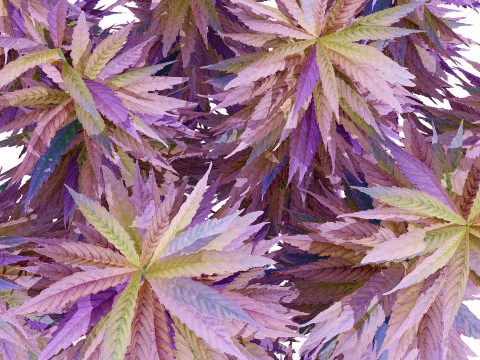 British Hemp Flowers 3D Model