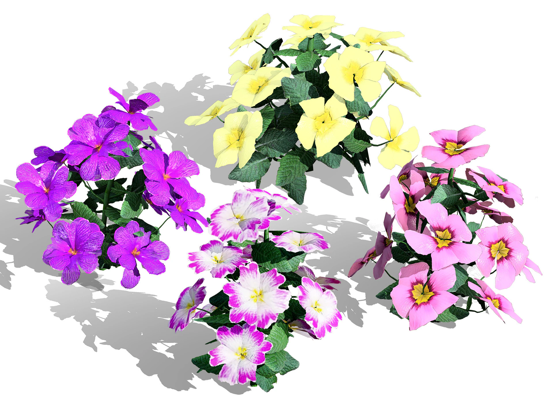 Primula vulgaris Collection 3D Model .c4d .max .obj .3ds .fbx .stl .blend 