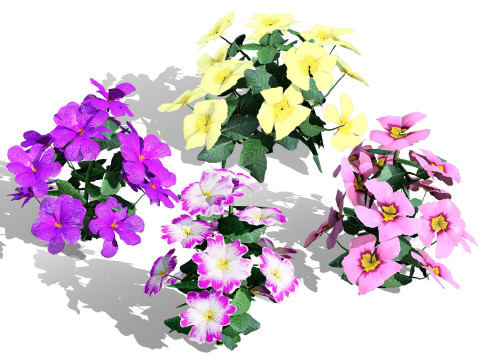 Primula vulgaris Collection Modello 3D