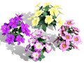 Primula vulgaris Collection 3D Model