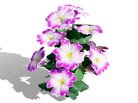 Primula vulgaris Collection 3D Model