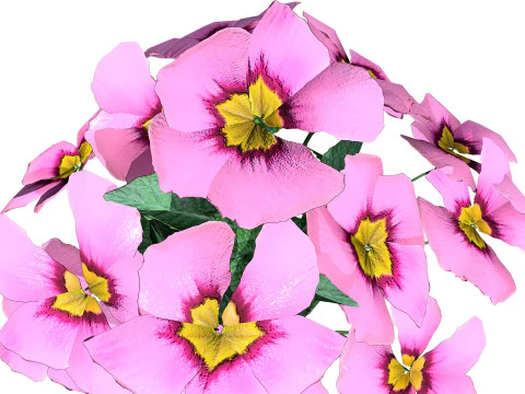 Primula vulgaris Collection 3D Model