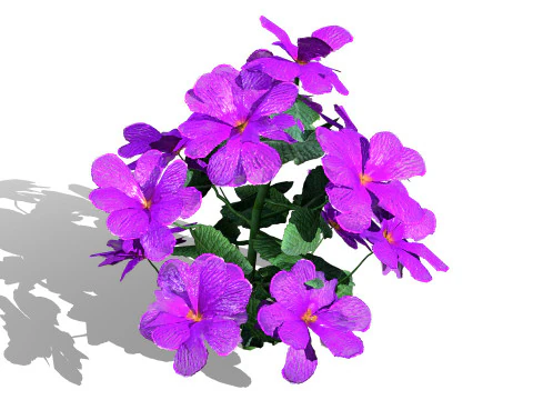 Primula vulgaris Collection 3D Model