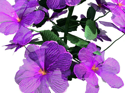 Primula vulgaris Collection 3D Model