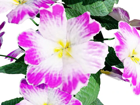 Primula vulgaris Collection 3D Model