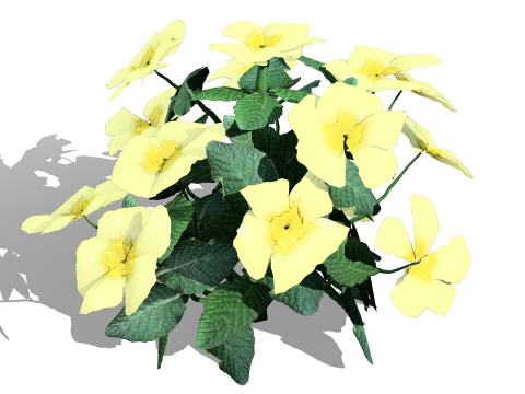 Primula vulgaris Collection 3D Model