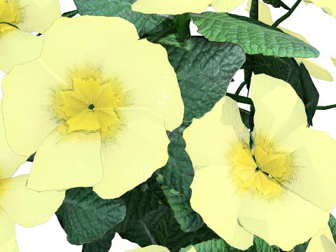 Primula vulgaris Collection 3D Model