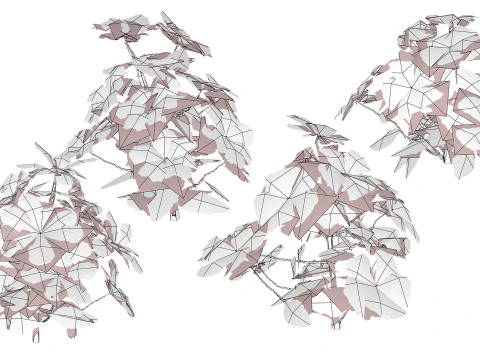 Primula vulgaris Collection 3D Model